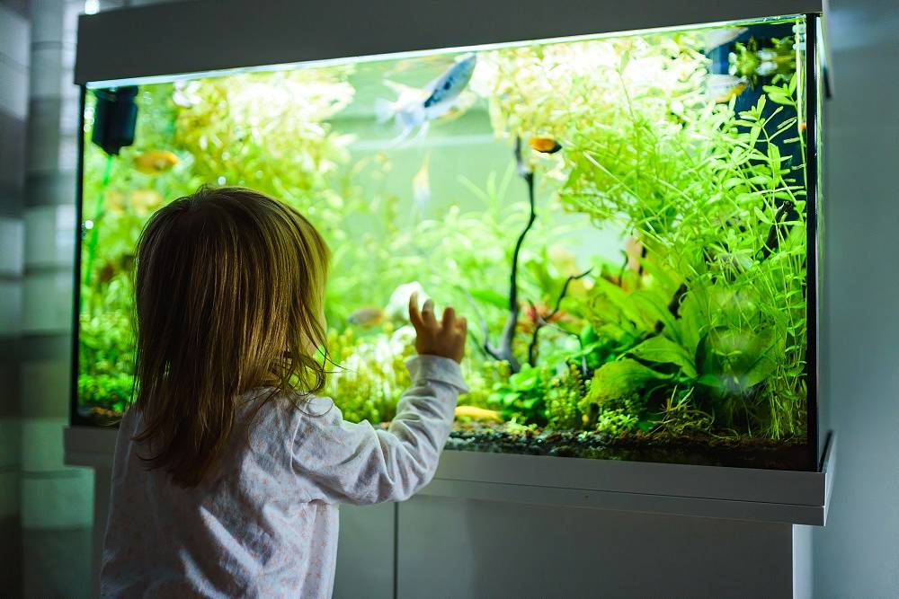 Dziewczynka ma w swoim pokoju akwarium i ogląda rybki